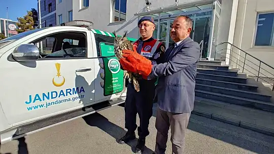 Yaralı bulunan puhu emin ellere teslim edildi