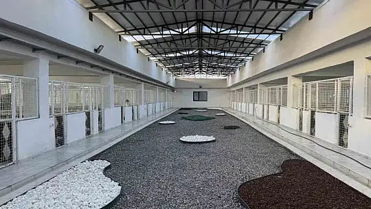 Yaralı köpek, büyükşehir ile yeniden hayata tutundu