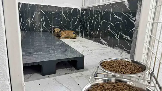 Yaralı köpek, büyükşehir ile yeniden hayata tutundu