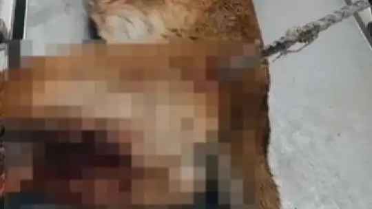 Yaralı köpek, büyükşehir ile yeniden hayata tutundu
