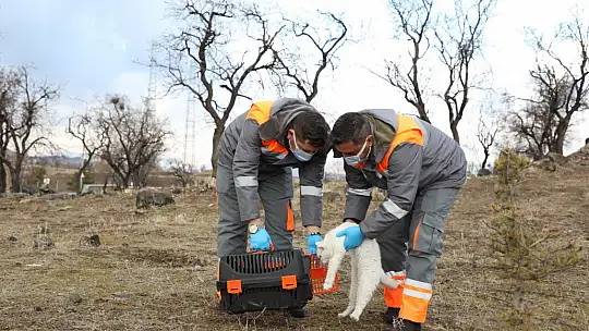 Yardıma muhtaç sokak hayvanları Melikgazi'nin sevimli dost ambulansı ile hayata tutundu