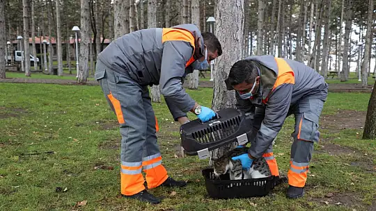 Yardıma muhtaç sokak hayvanları Melikgazi'nin sevimli dost ambulansı ile hayata tutundu
