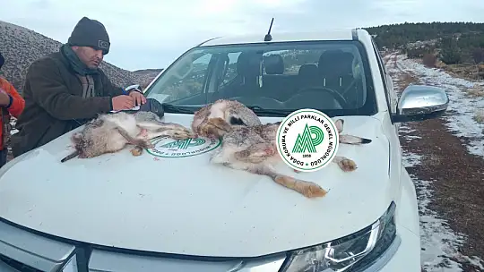 Yasa dışı ava suçüstü