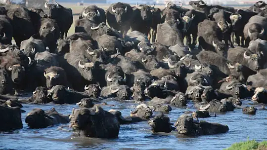 Yazın safari kışın buz pisti