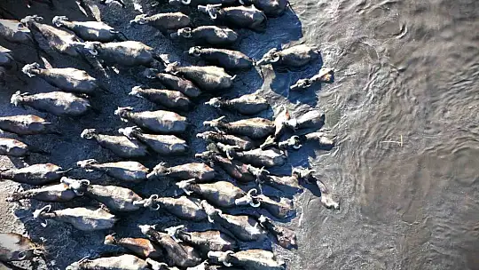 Yazın safari kışın buz pisti