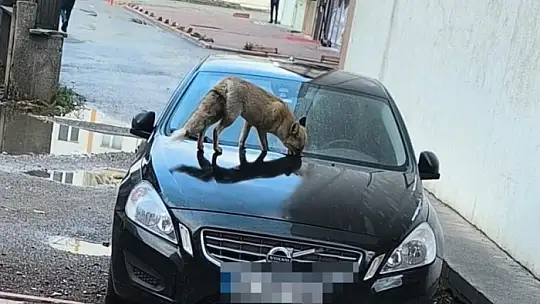 Yiyecek arayan tilki sokağa indi
