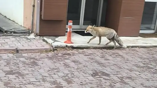 Yiyecek arayan tilki sokağa indi