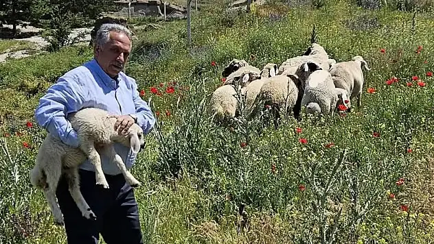 Bulunan küçükbaş hayvanlar Talas Belediyesi'nde koruma altına alındı