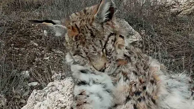Doğada nadir görülen vaşak ölü bulundu