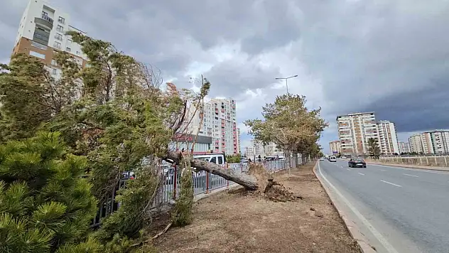 Kayseri'de şiddetli rüzgar ağacı kökünden söktü