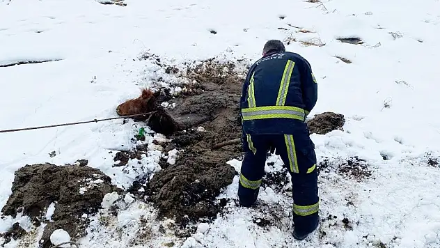 Kayseri OSB İtfaiyesi bataklığa saplanan yılkı atını kurtardı