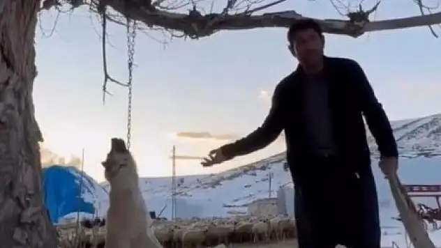 Köpeği zincirle ağaca asarak öldüren şahıs gözaltına alındı