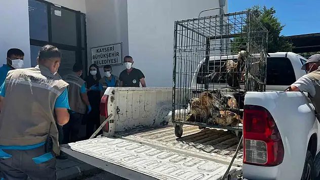 Rehabilitasyonu tamamlanan 35 yaban kuşu doğayla buluşturuldu