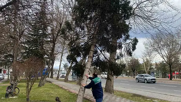 Rüzgardan devrilen ağaçlar temizleniyor
