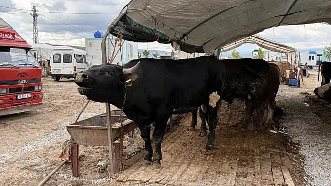 Kayseri'de 53 bin 284 adet kurban kesildi