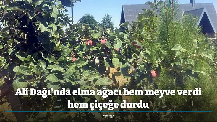 Ali Dağı'nda elma ağacı hem meyve verdi hem çiçeğe durdu