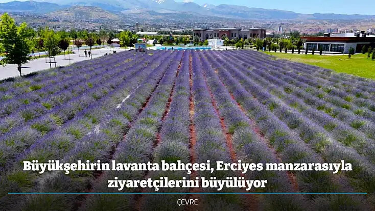 Büyükşehirin lavanta bahçesi, Erciyes manzarasıyla ziyaretçilerini büyülüyor