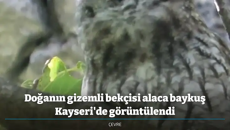 Doğanın gizemli bekçisi alaca baykuş Kayseri'de görüntülendi