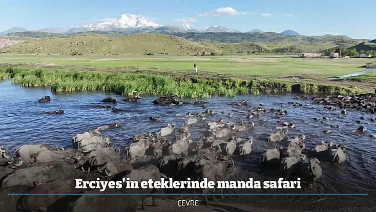 Erciyes'in eteklerinde manda safari