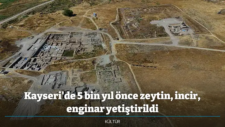 Kayseri'de 5 bin yıl önce zeytin, incir, enginar yetiştirildi