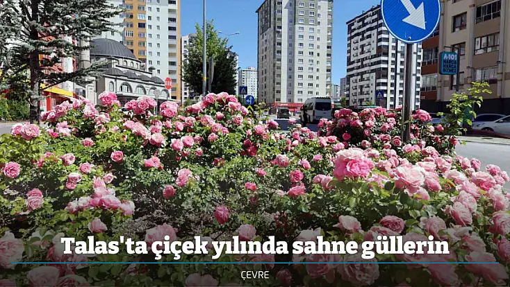 Talas'ta çiçek yılında sahne güllerin