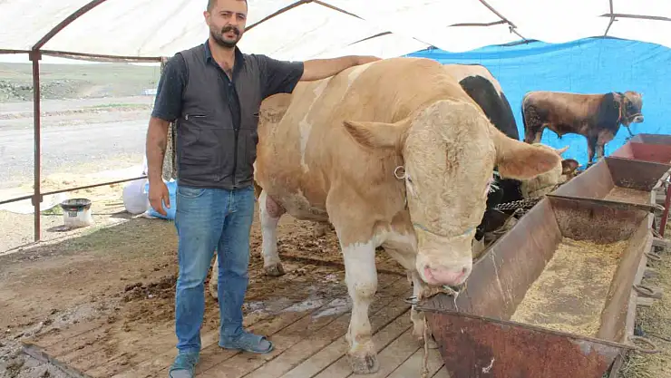 970 kiloluk Minik, pazarın ilgi odağı oldu