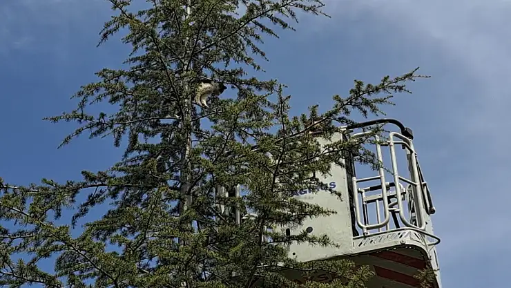 Ağaçta kalan kediyi itfaiye ekipleri kurtardı