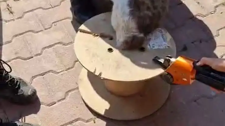 Ahşap makaraya sıkışan yaramaz kediyi itfaiye kurtardı