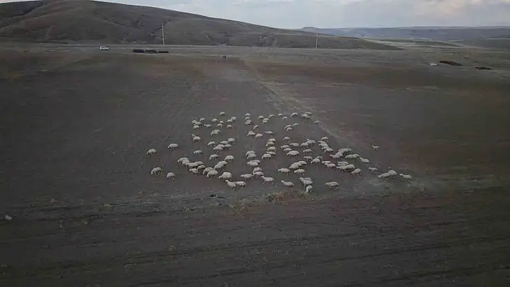 Başkan Büyükkılıç'ın projesi ile kırsalda koyun sayısı arttı, meralar canlandı