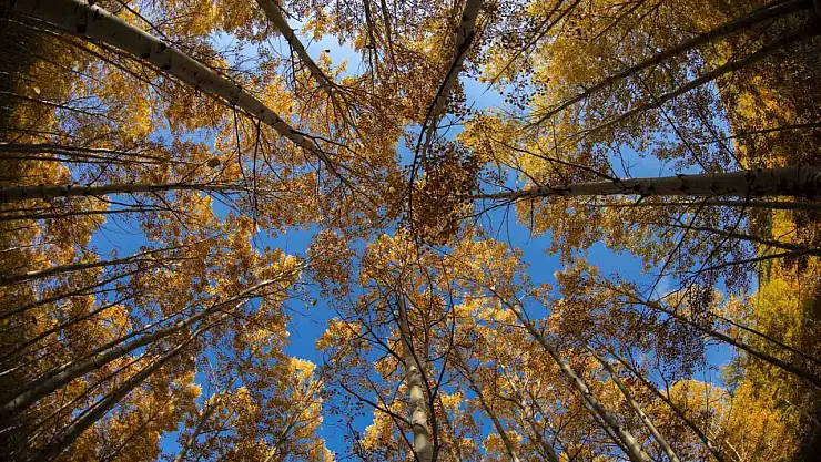 Başkan Özdoğan'dan doğa tutkunlarına davet: 'Görmeyen kalmasın'