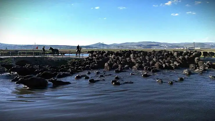 Belgesel tadında manda yolculuğu