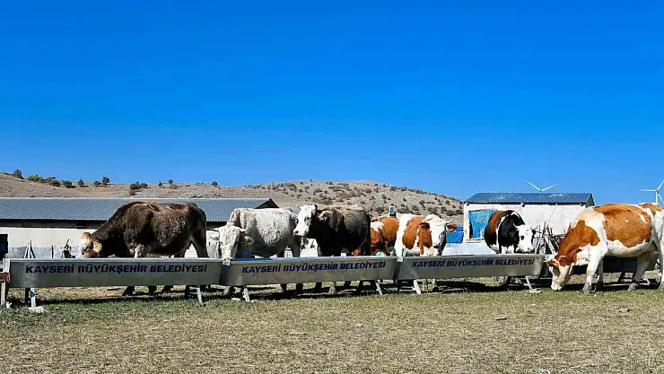 Büyükşehir'den hayvancılığa destek başvurularında dijital kolaylık: su desteği başvuruları artık online