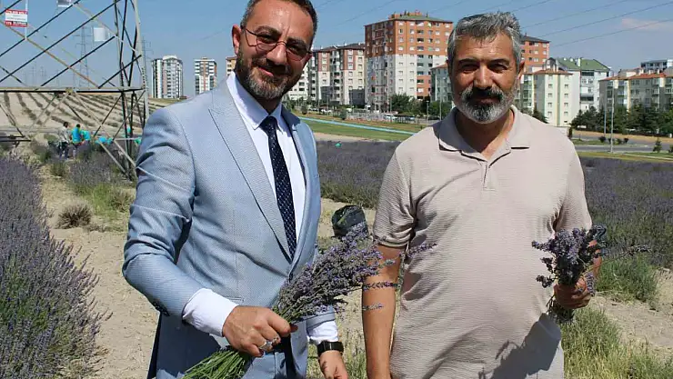 Çiftçilere örnek olması için ekilen lavantanın 4. hasadı yapıldı