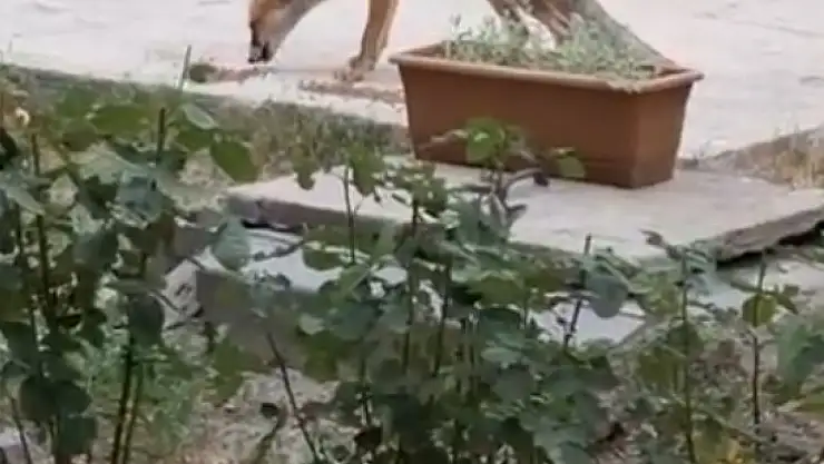 Evin bahçesinde tilki besliyor