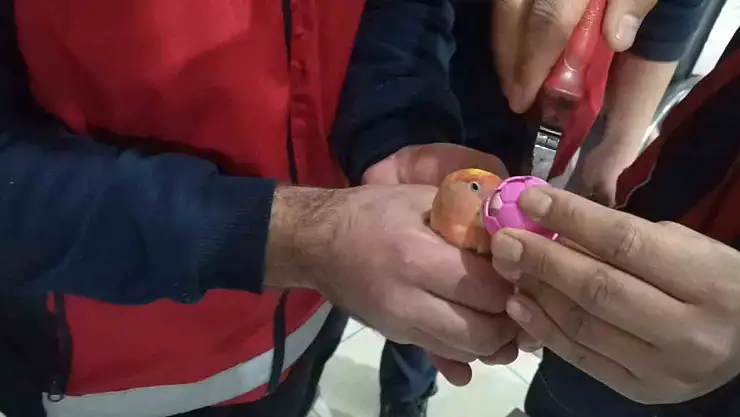 Gagasına top sıkışan papağanı itfaiye kurtardı