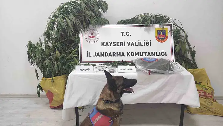 Kayseri'de 7 kök kenevir ele geçirildi: 1 gözaltı