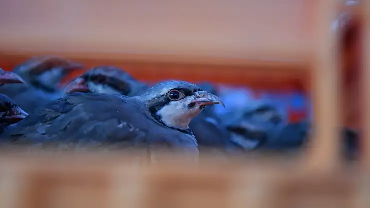 Kayseri'de doğaya keklik salımı yapıldı