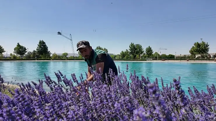 Kayseri'nin dört bir yanına lavanta esintisi