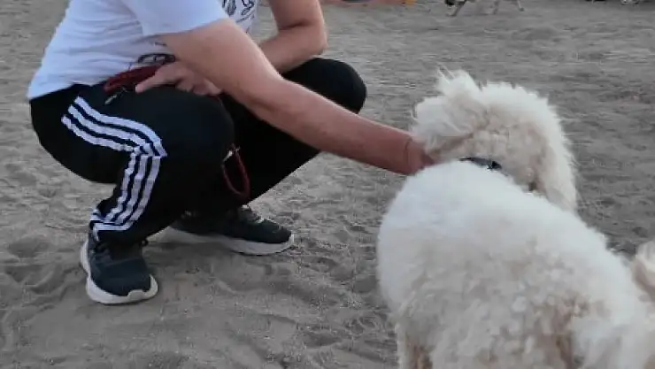 Proteo Köpek Eğitim Parkuru'na tam not