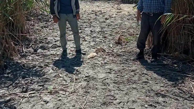 Sultan Sazlığı'nda kuraklık riski