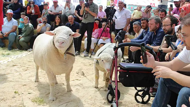 Talas'ta İle De France koyun ırkları yarıştı