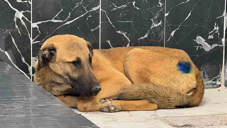 Yaralı köpek, büyükşehir ile yeniden hayata tutundu