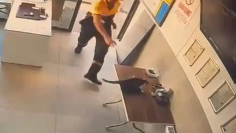 Akaryakıt istasyonunda kedinin saldırdığı kargayı görevli kurtardı