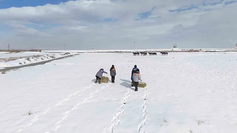 Büyükşehirden 'dilsiz dostlara' merhamet eli: Soğuk günlerde sıcak bir dokunuş
