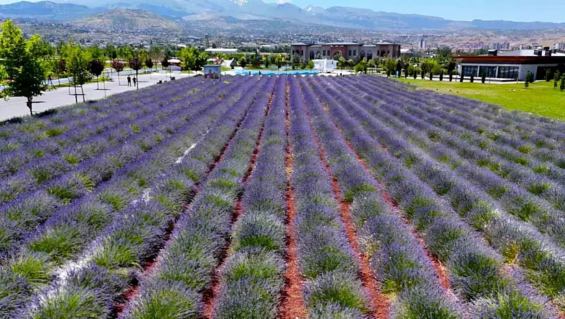 Büyükşehirin lavanta bahçesi, Erciyes manzarasıyla ziyaretçilerini büyülüyor