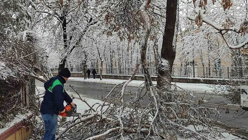 Kayseri Büyükşehir'den kış çalışmalarında ağaç güvenliği seferberliği