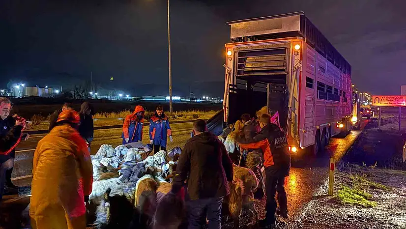 Kayseri'de taşkın riski: 200 hayvan tahliye edildi