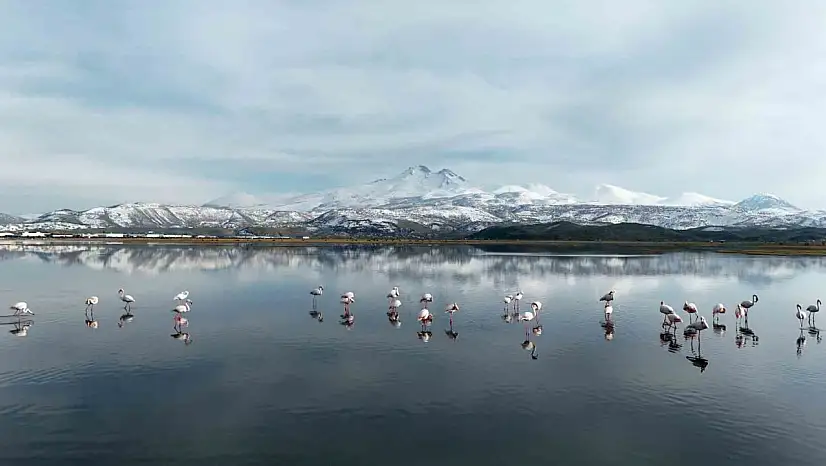 Kayseri'nin ilk flamingo kafilesi geldi