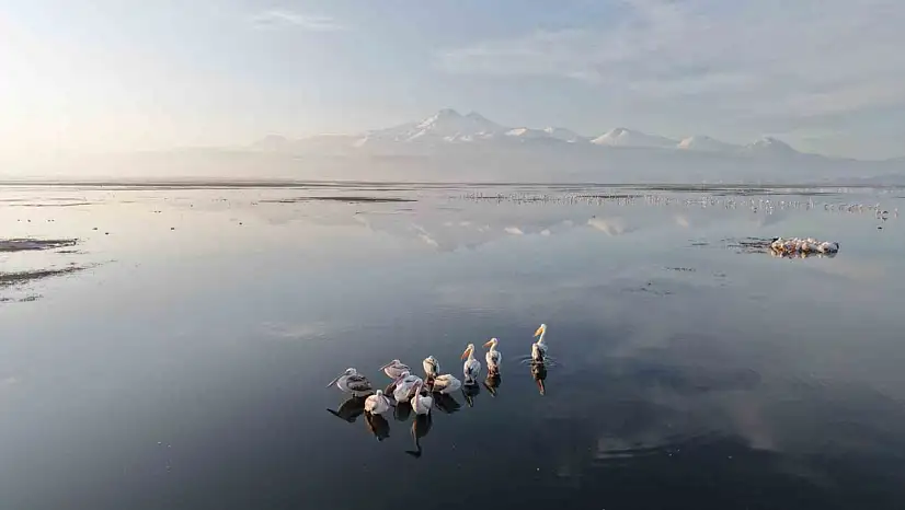 Kayseri'nin ilk pelikanları geldi