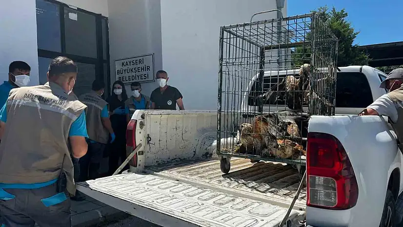 Rehabilitasyonu tamamlanan 35 yaban kuşu doğayla buluşturuldu